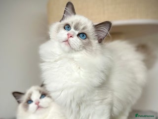 Ragdoll cats - Advert 25