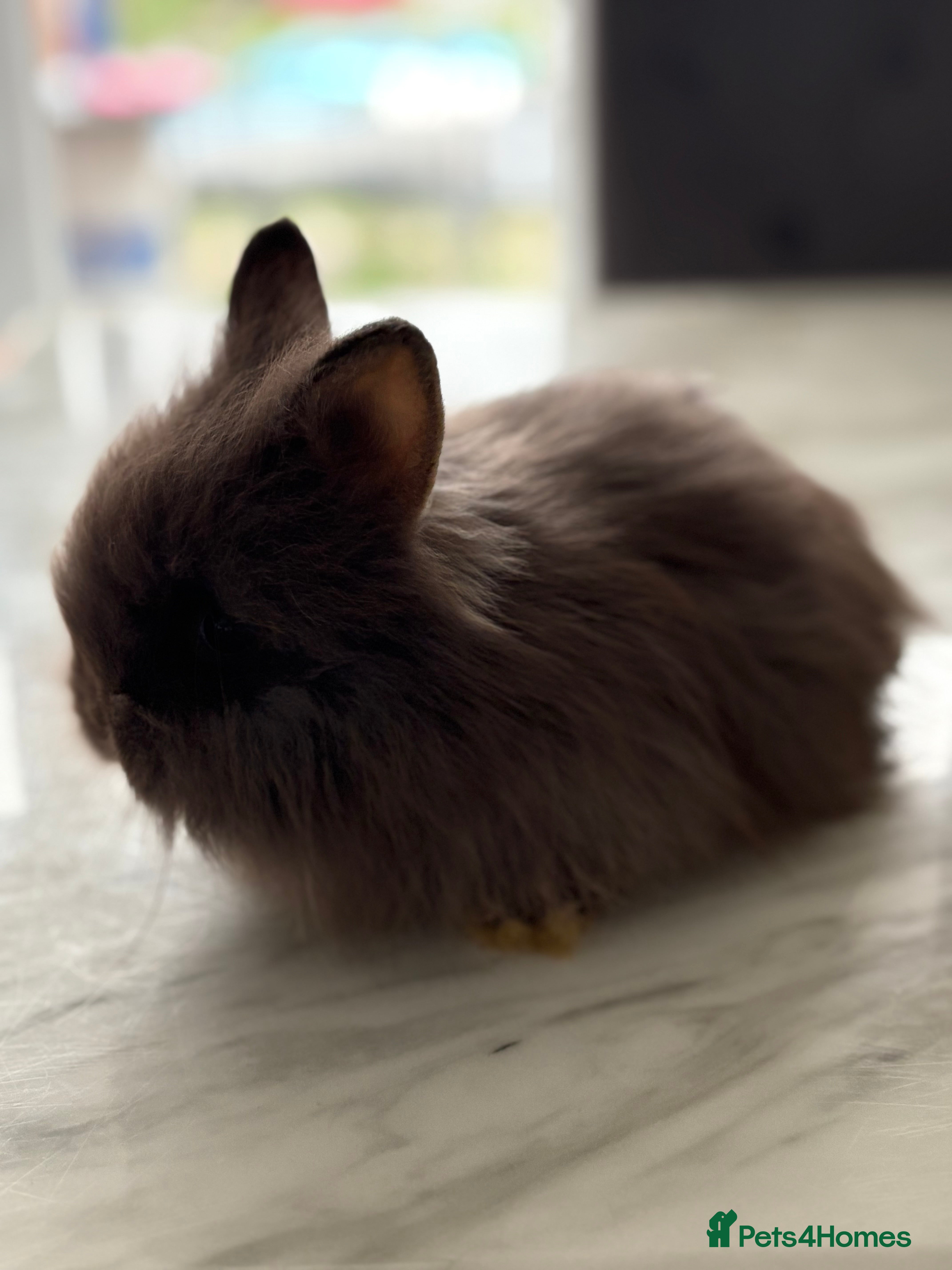 Netherland Dwarf rabbits 1/2 Netherlands dwarf 1/2 lion head dwarf babies - Advert 16