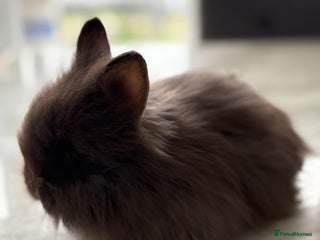 Netherland Dwarf rabbits - Advert 2