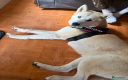 Siberian Husky dogs for sale: White male husky- 3 years old - Image 2