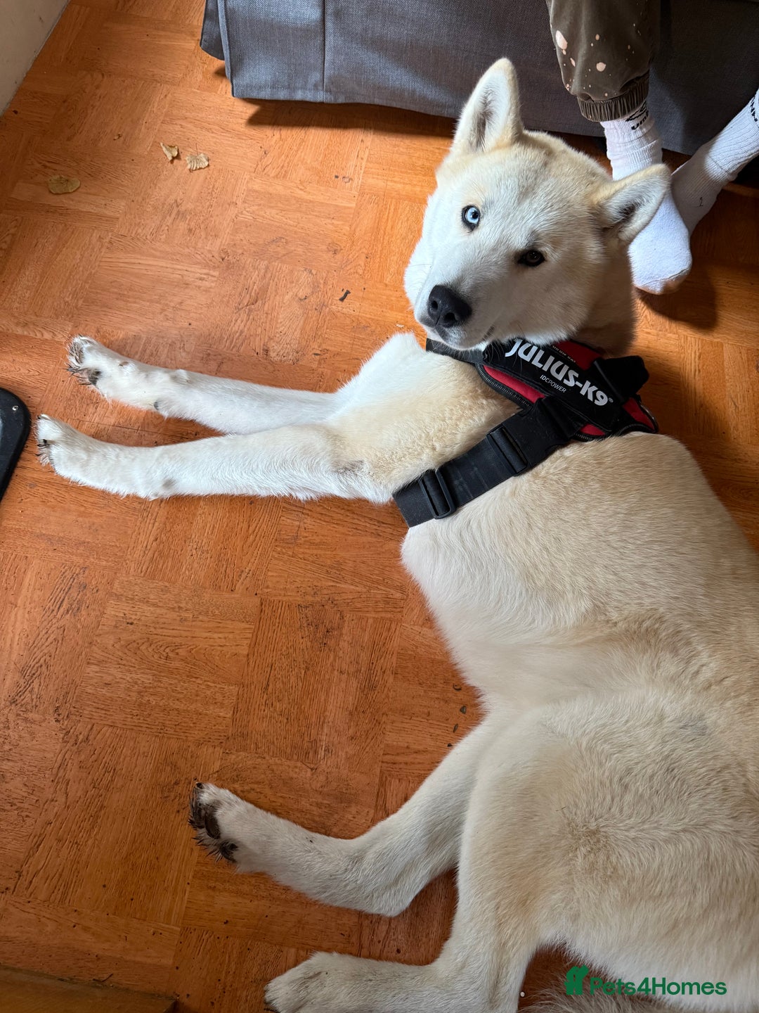 Siberian Husky dogs for sale: White male husky- 3 years old - Image 2