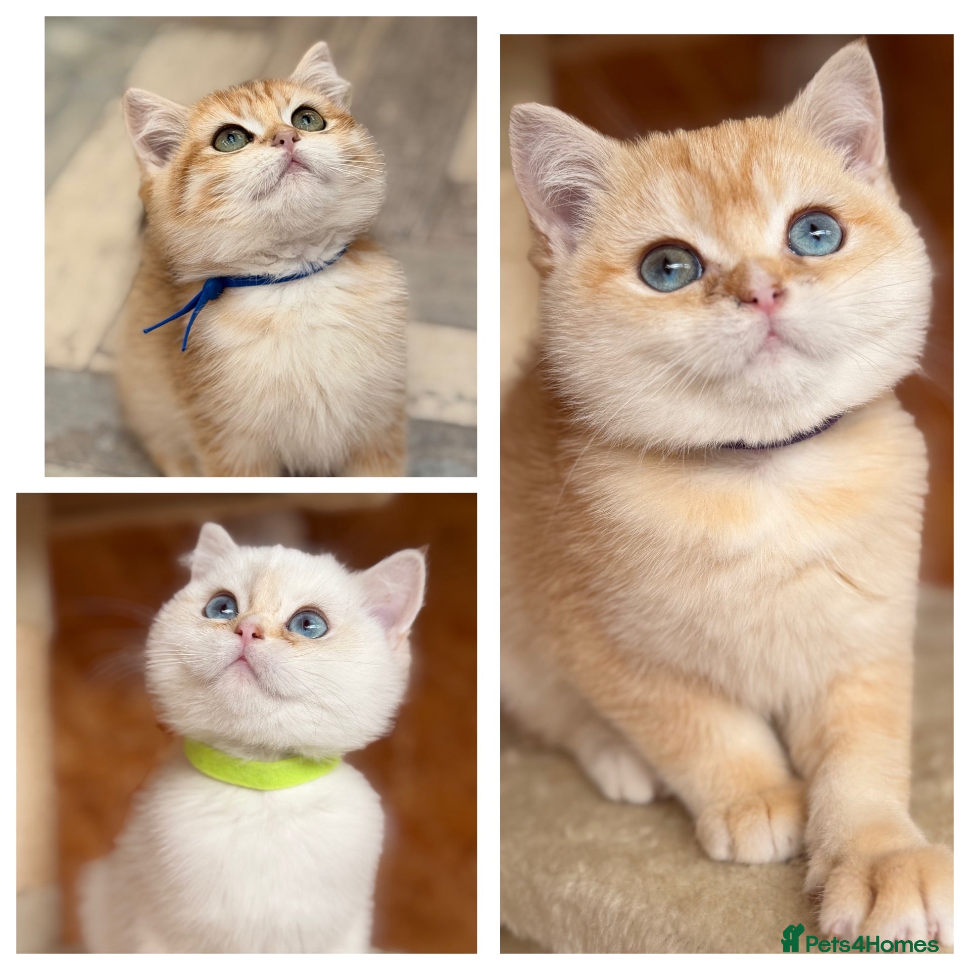 British Shorthair cats British shorthair golden odd eyed kittens  - Advert 13
