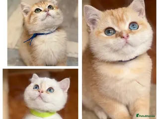 British Shorthair cats British shorthair golden odd eyed kittens - Advert 1