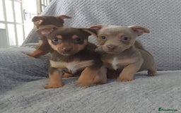 Jack Russell dogs for sale: Miniature jack Russell pups - Image 14