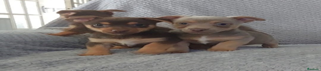 Jack Russell Puppy 5