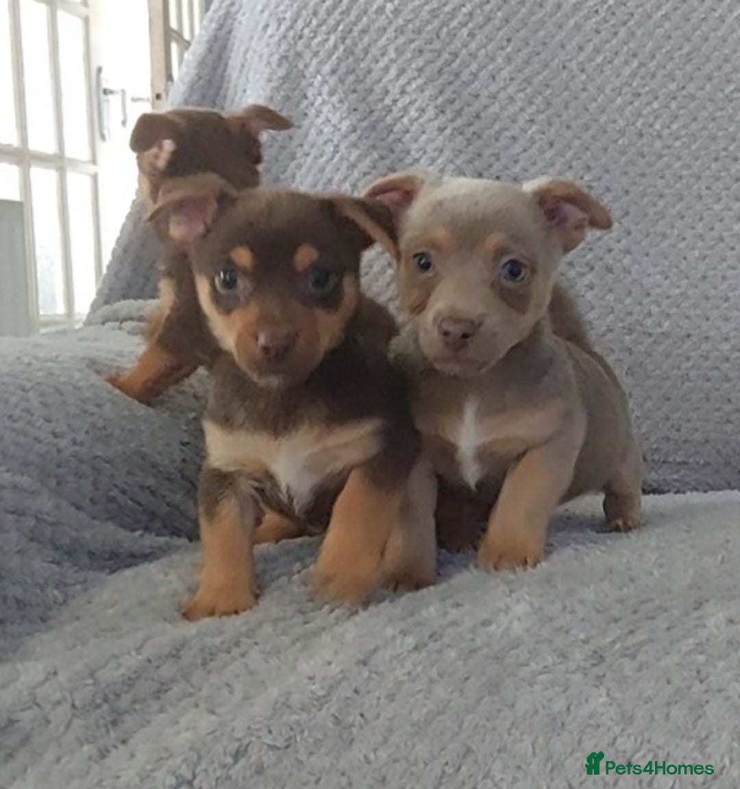 Jack Russell dogs for sale: Miniature jack Russell pups - Image 14