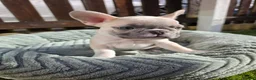 French Bulldog dogs for sale: Stunning KC Registered French Bulldog Puppies! in Manchester - Advert 18