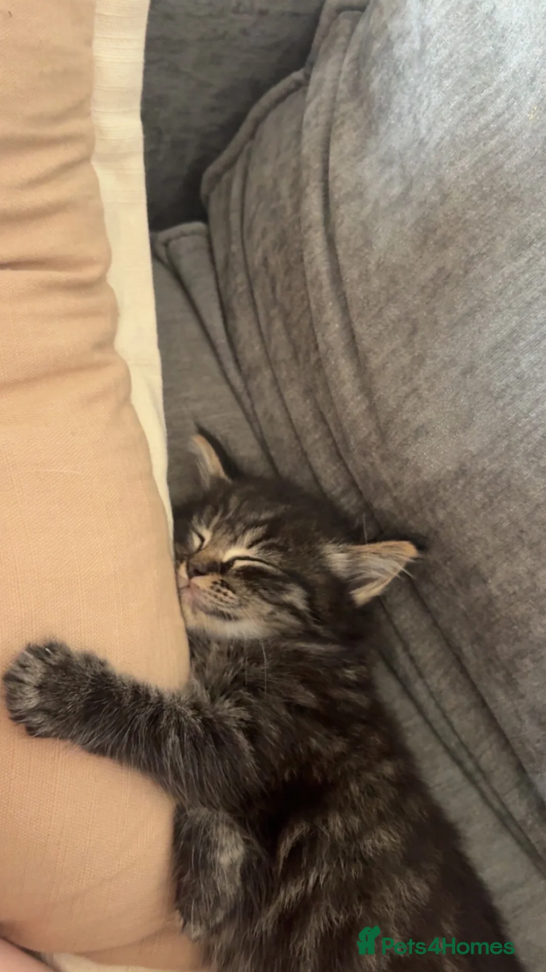 Mixed Breed cats for sale: Kitten for sale  - Advert 2