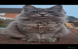 Mixed Breed cats for sale: Desperate rehome needed! - Image 3