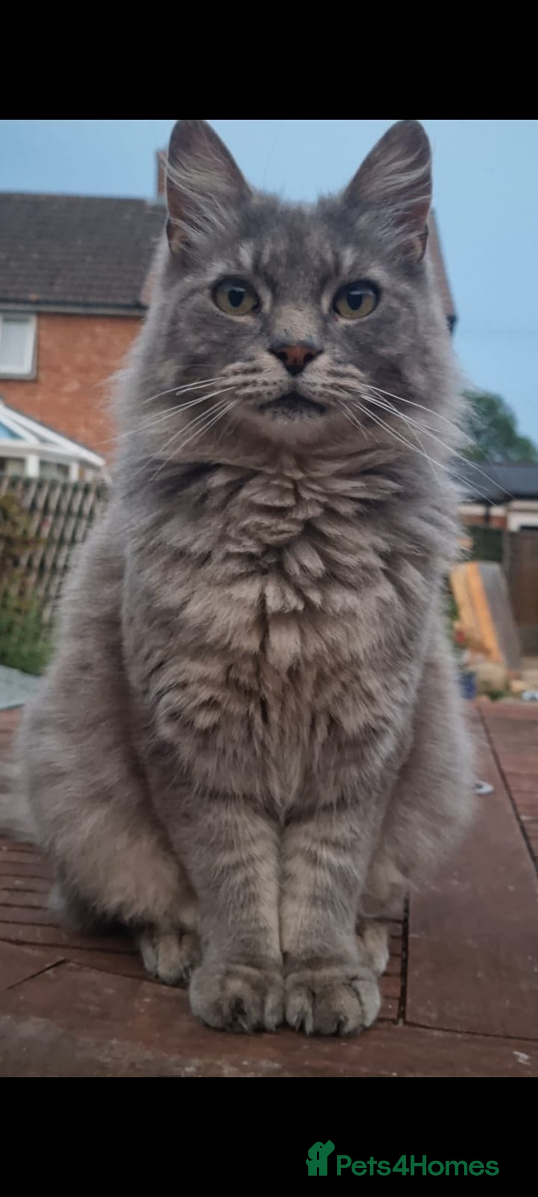 Mixed Breed cats for sale: Desperate rehome needed! - Image 3