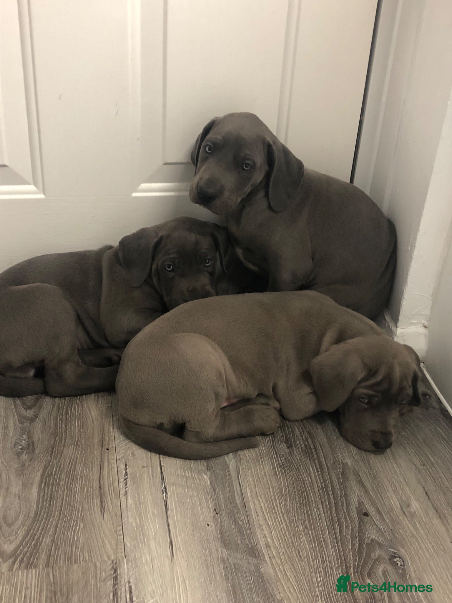 Great Dane dogs Blue Great Dane puppies  - Advert 2