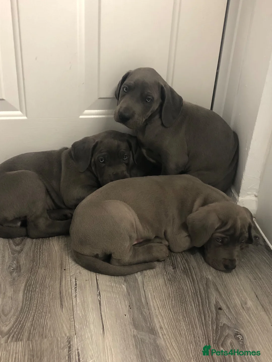 Great Dane dogs for sale: Blue Great Dane puppies  - Advert 11