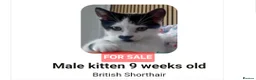 British Shorthair cats for sale: Gorgeous male kitten  - Advert 2