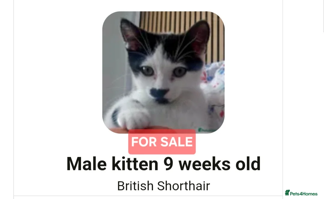 British Shorthair cats for sale: Gorgeous male kitten  - Advert 2