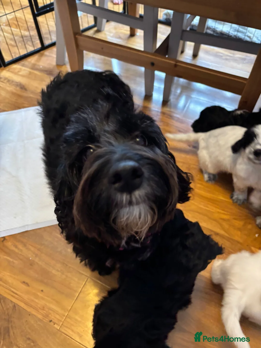 Cockapoo dogs for sale: Beautiful cockapoo puppy female  - Advert 7