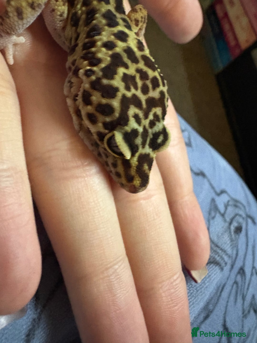 Gecko reptiles for sale: Snow leopard gecko  - Advert 5