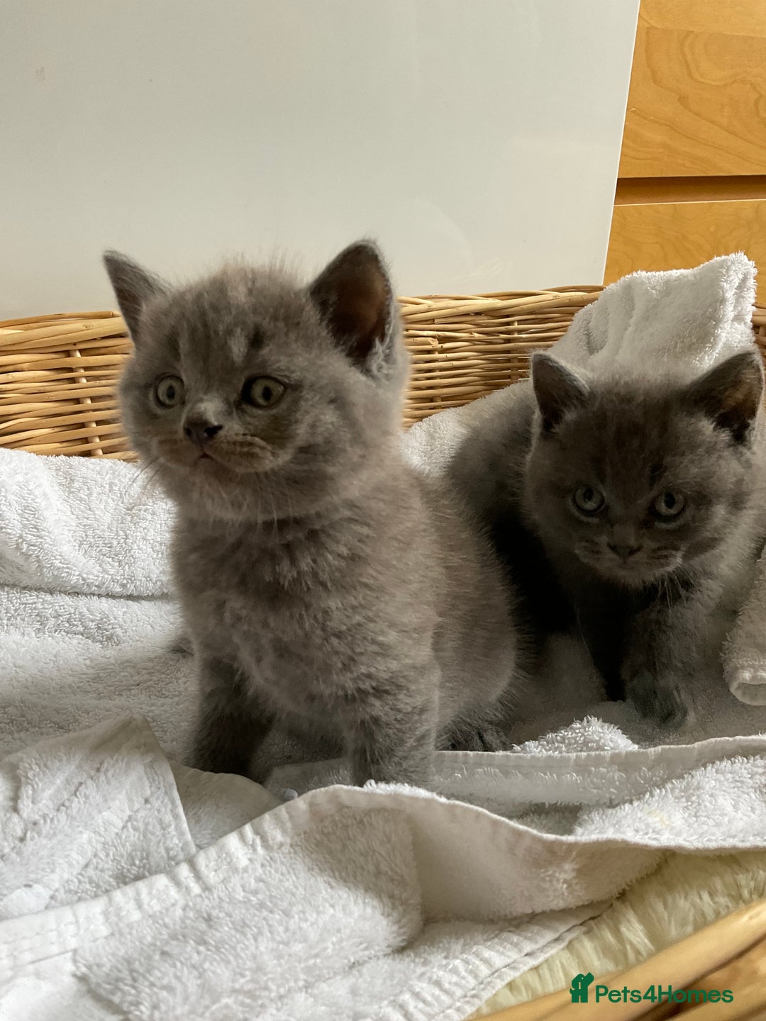 British Shorthair cats for sale: British shorthair boy - Image 5