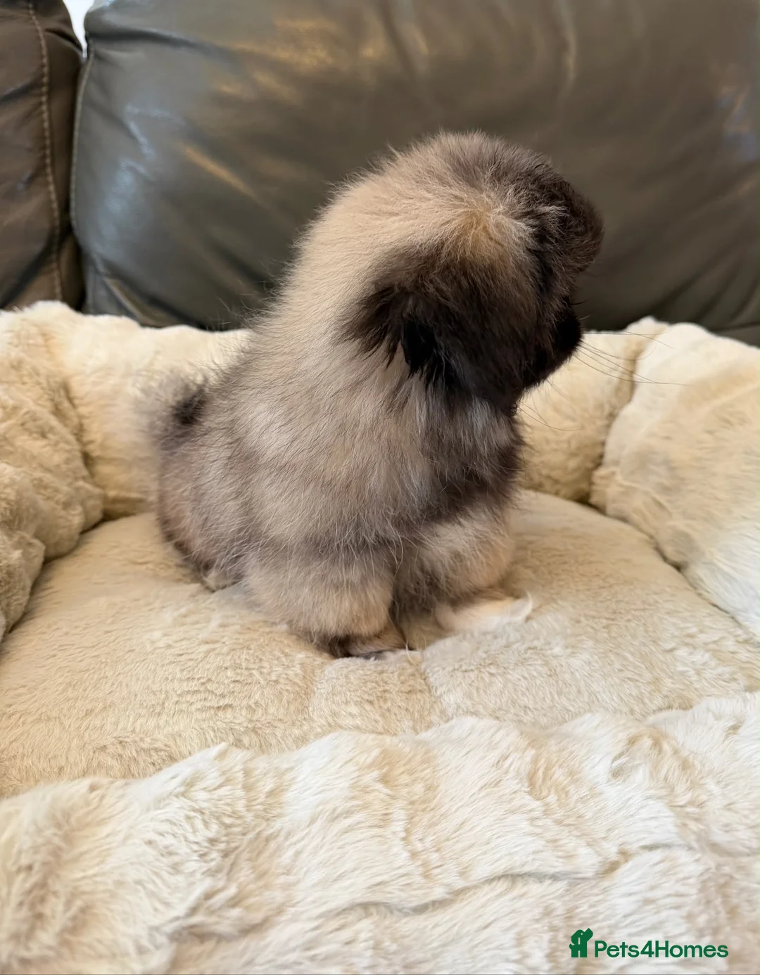 Pekingese dogs for sale: BEAUTIFUL PEKINGESE GIRL PUPPY  - Advert 5