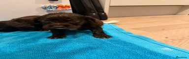 Cocker Spaniel 1