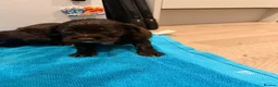 Cocker Spaniel dogs for sale: Cocker spaniel puppies  - Advert 17