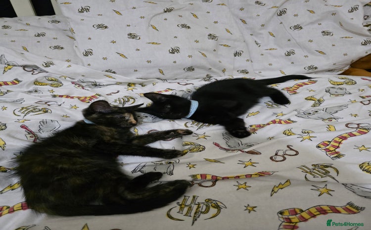 Domestic Shorthair cats - Advert 2