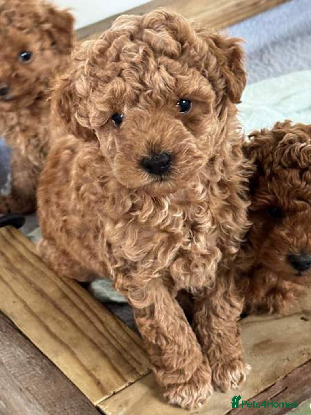 Toy Poodle dogs for sale: bundles of joy purebred toy poodle pups - Image 3
