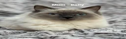 Ragdoll cats for sale: 3 Cute Ragdoll Kittens (Discounts available) - Advert 3