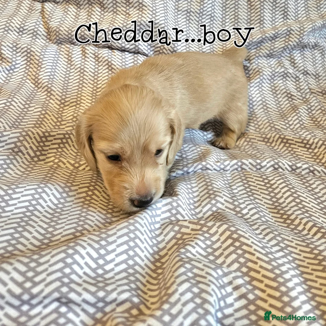 Miniature Dachshund dogs for sale: Cream dachshund  - Advert 4