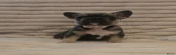French Bulldog dogs for sale:   Outstanding Lilac Fluffy French Bulldog Puppies  in Wigan - Advert 12