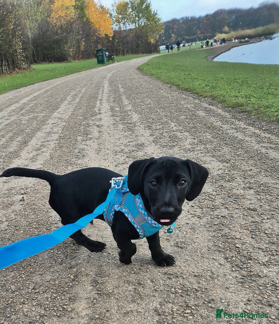 Mixed Breed dogs for sale: Puppy - Advert 9