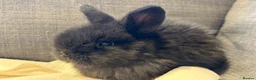 Mini Lop rabbits for sale: beautiful friendly mini lops  - Advert 2