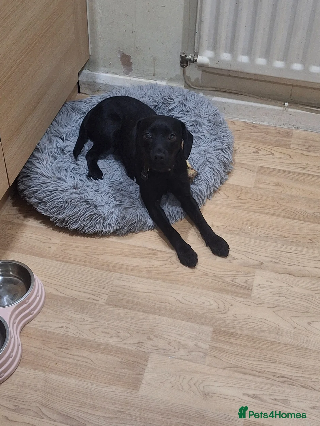 Mixed Breed dogs for sale: Beautiful black 8 month old - Advert 2