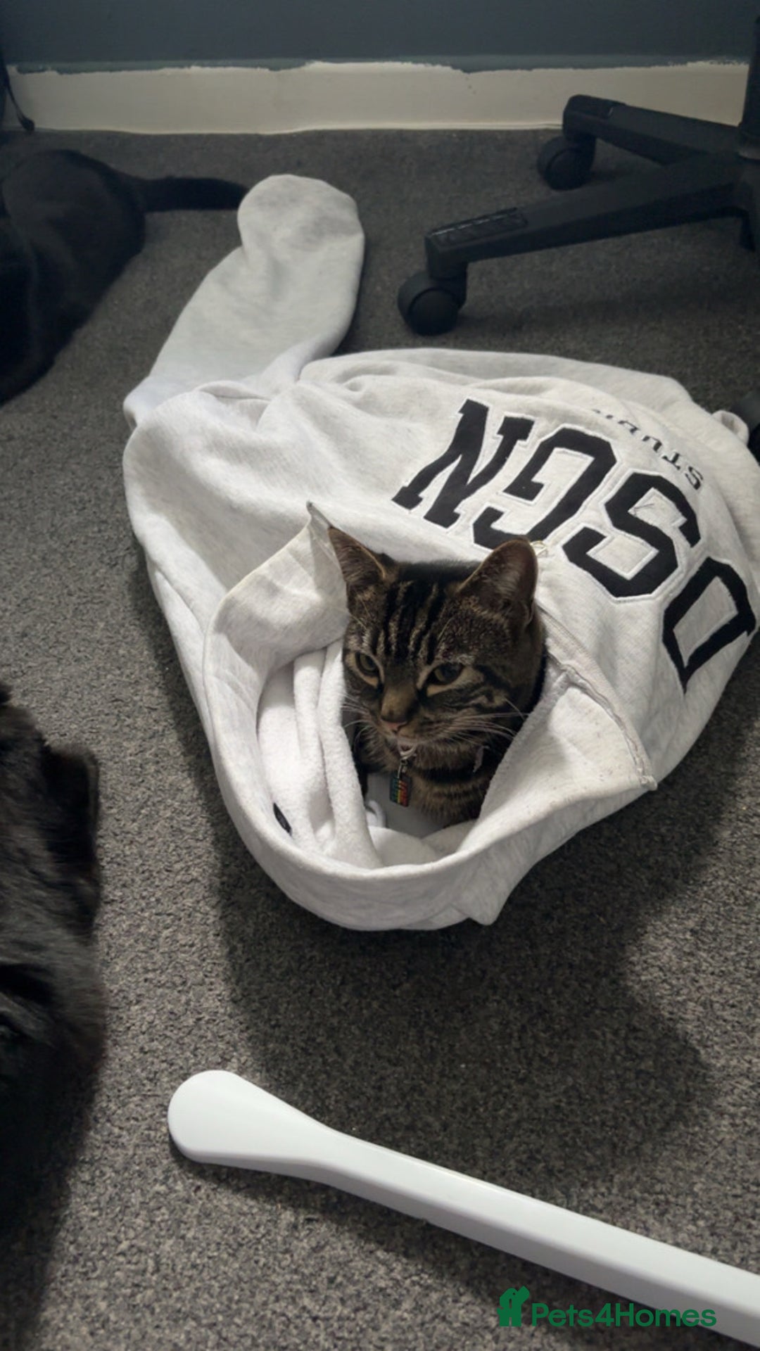 Mixed Breed cats for sale: URGENCY HOMING REQUEST - Advert 1