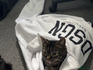 Mixed Breed cats URGENCY HOMING REQUEST - Advert 2