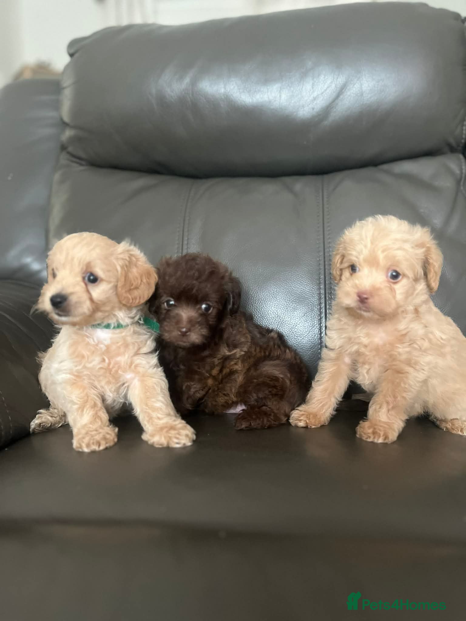 Maltipoo dogs Outstanding toy malti-poo - Advert 14