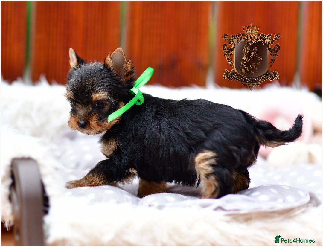 Yorkshire Terrier dogs for sale: BABY FACE DNA TESTED KC REG MINIATURE YORKIES - Image 12