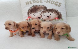 Miniature Dachshund dogs for sale: MINI DACHSHUND CREAM PRA CLEAR - Image 22