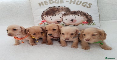 Miniature Dachshund dogs - Advert 15