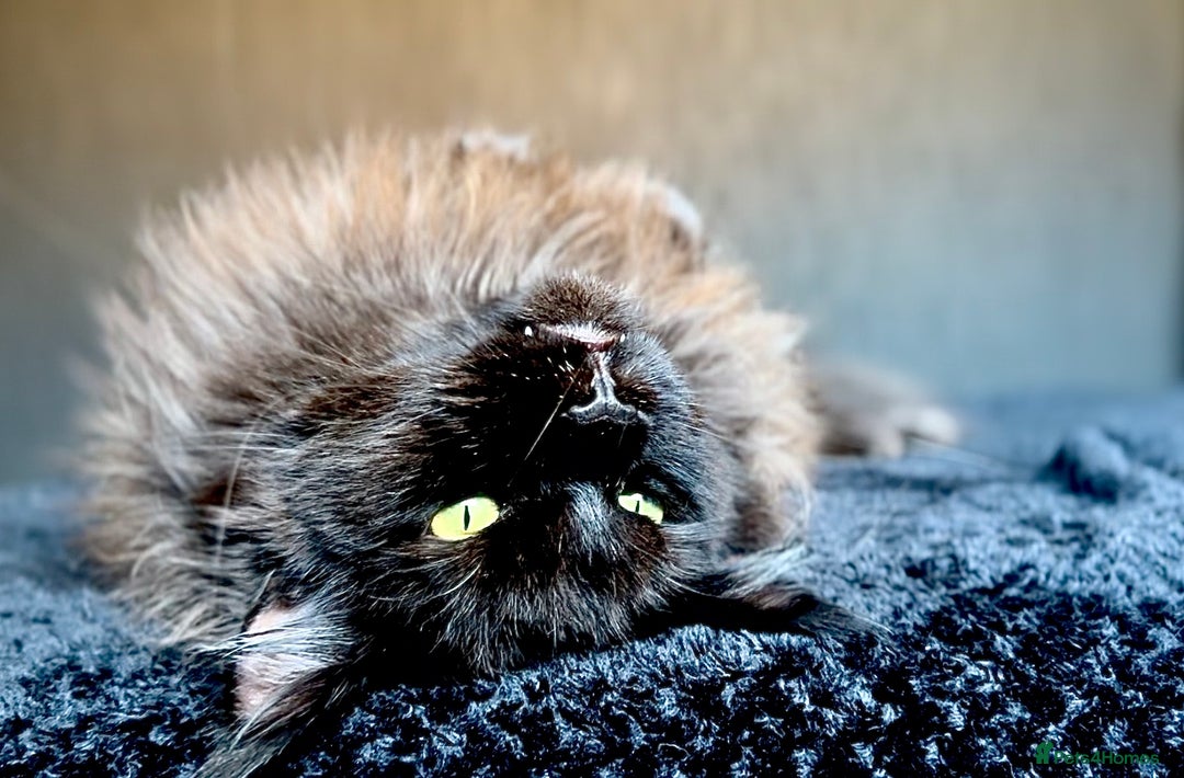 Maine Coon cats for sale: Male maine coon needs home - Advert 2