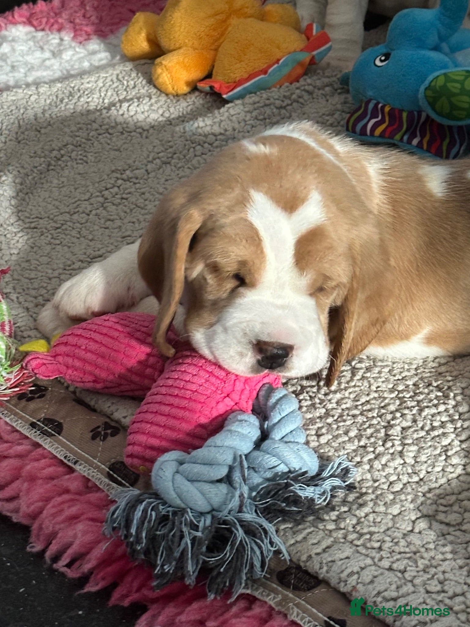 Beagle dogs ⭐️Exquisite KC Registered  male  left⭐️🐾 - Advert 2