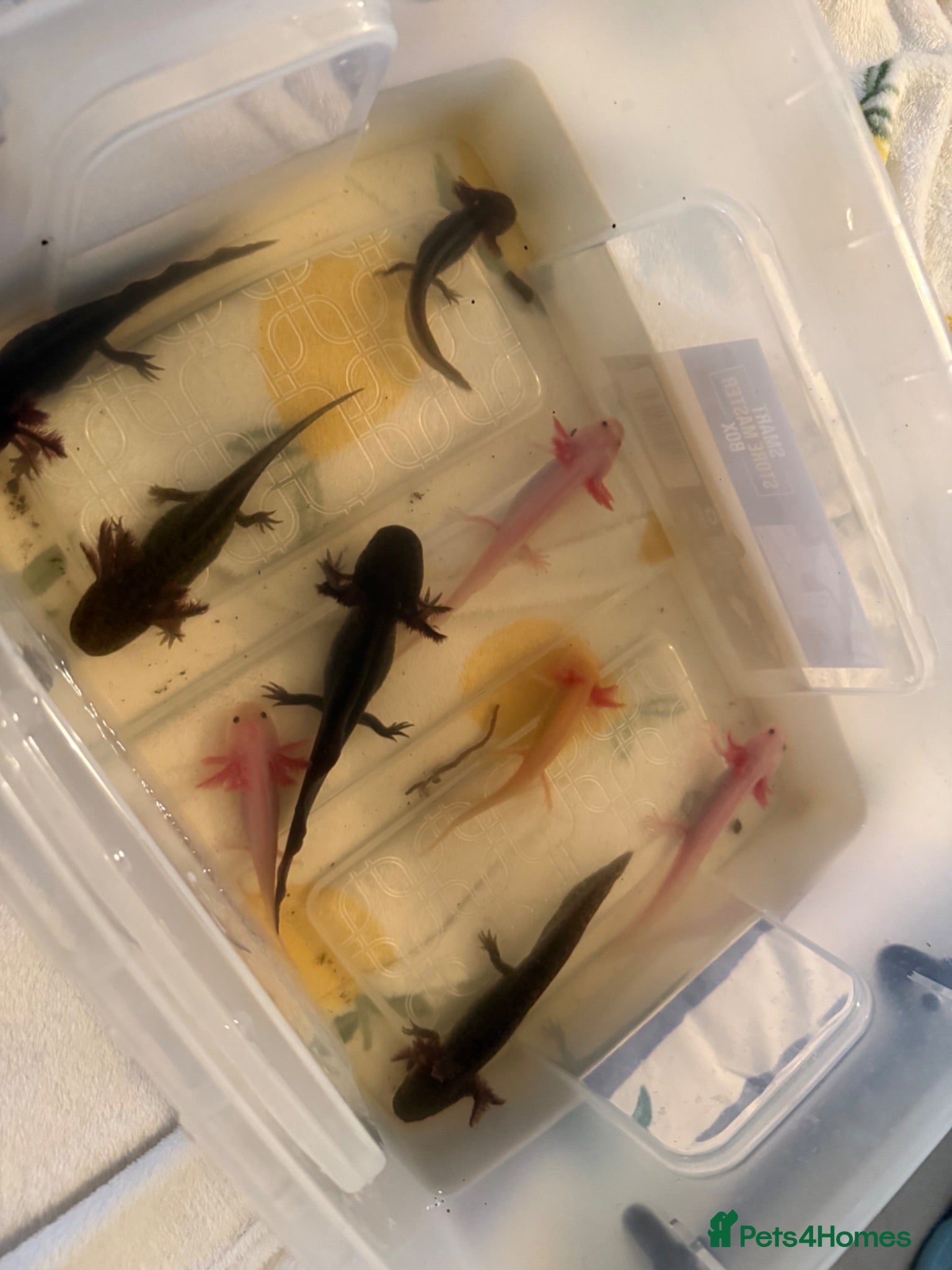 Axolotl reptiles Rescue Axolotls Looking For New Home  - Advert 1