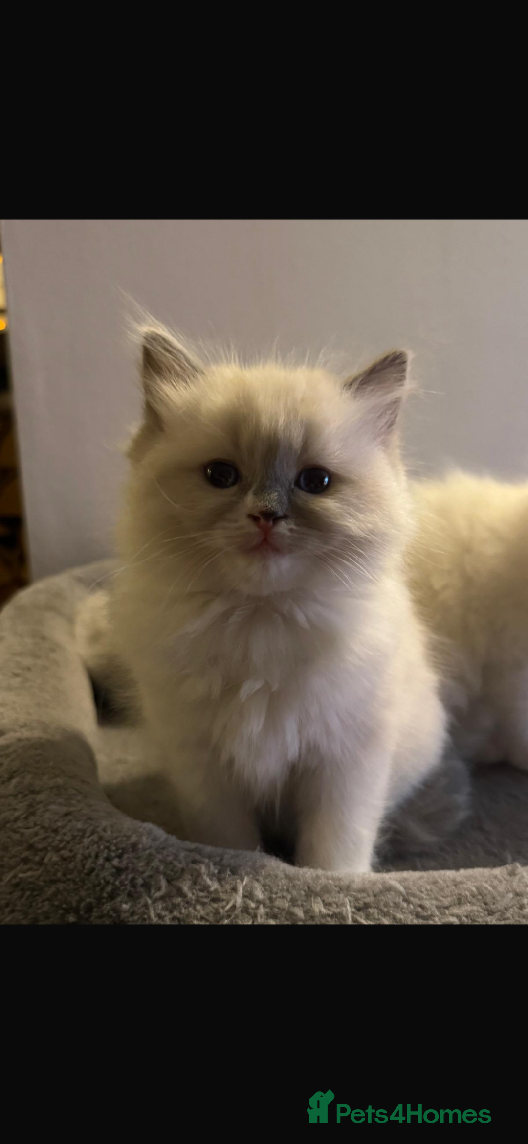 Ragdoll cats for sale: Ragdoll Kittens Available January 2026 - Advert 21