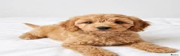 Cavapoo dogs for sale: Cavapoo puppies  in Glasgow - Advert 5