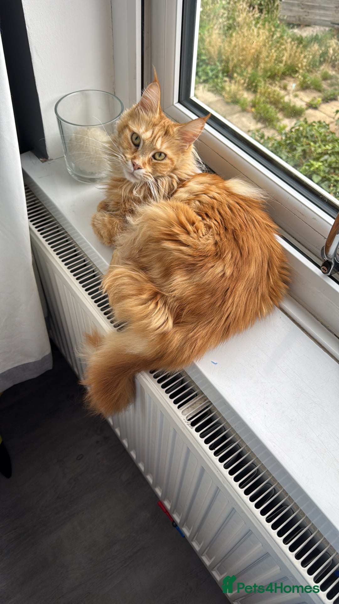 Maine Coon cats for sale: Pure Maine Coon kittens  - Advert 1