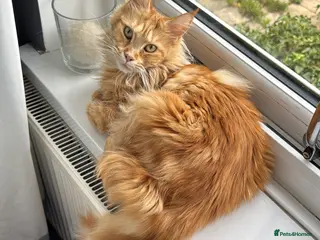 Maine Coon cats Pure Maine Coon kittens - Advert 4