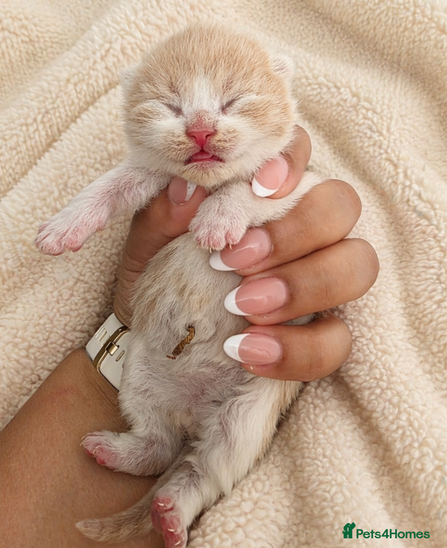 British Shorthair cats 🌟Exceptional quality British shorthair kittens🌟  - Advert 1