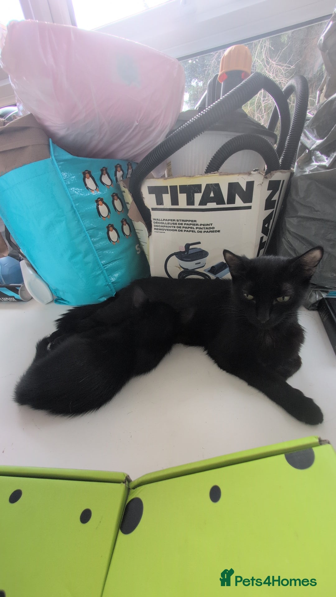 Bombay cats for sale: Male Kitten for sale - Image 5
