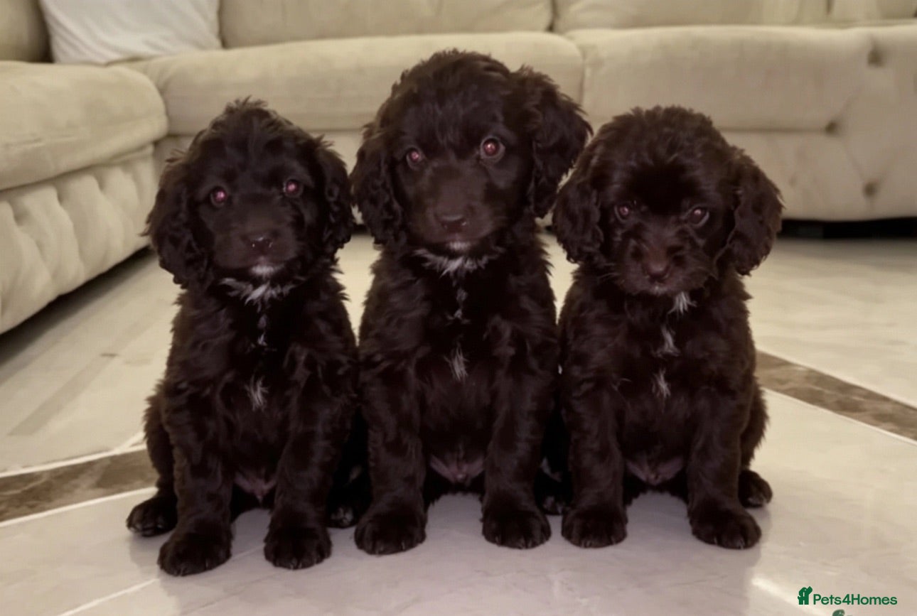 Cockapoo dogs F1 Cockapoo Puppys - Advert 1