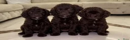 Cockapoo dogs for sale: F1 Cockapoo Puppys in Harlow - Advert 1