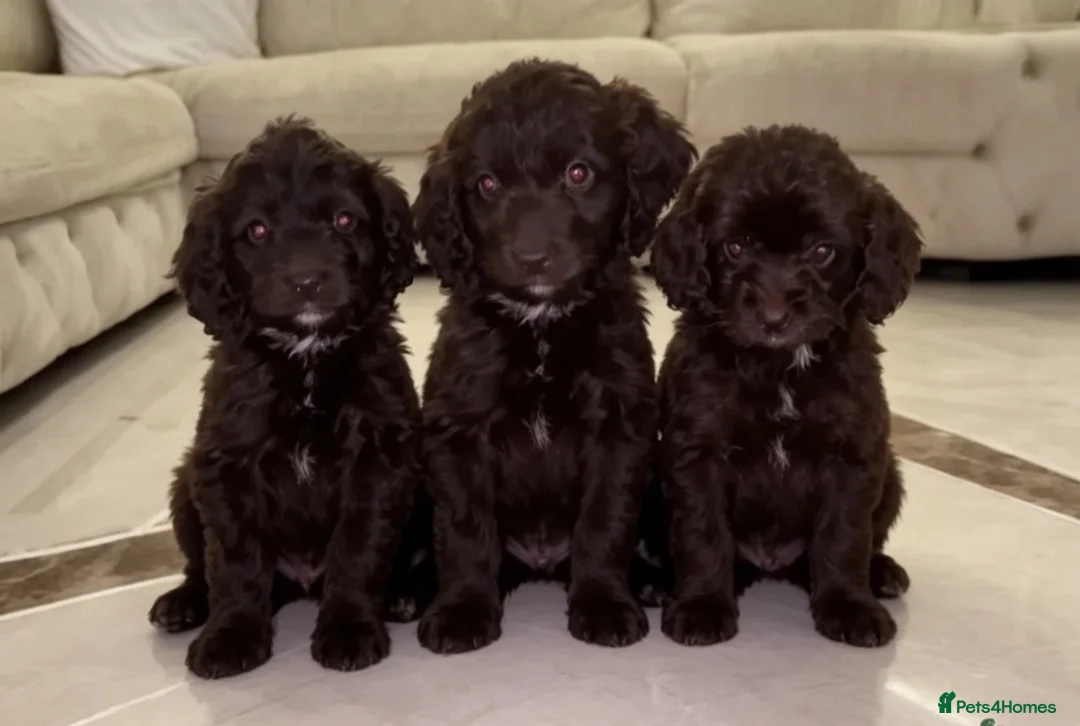 Cockapoo dogs for sale: F1 Cockapoo Puppys in Harlow - Advert 1